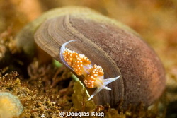 The Long and Winding Road. A hermissinda nudibranch explo... by Douglas Klug 